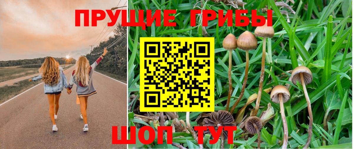 Псилоцибиновые грибы Cubensis  Вход с VPN  Артёмовский 